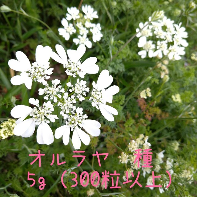 オルラヤ　オルレア　種　ホワイトレースフラワー ハンドメイドのフラワー/ガーデン(その他)の商品写真