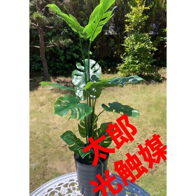 光触媒 人工観葉植物 ウォールグリーン フェイクグリーン モンステラ黒