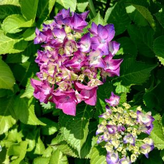 植物　紫陽花　挿し木用枝(その他)