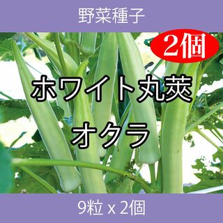 野菜種子 EAS ホワイト丸莢オクラ 9粒 x 2個(野菜)