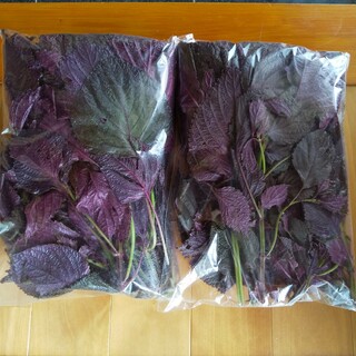 赤紫蘇 約300g 新鮮　農薬不使用(野菜)