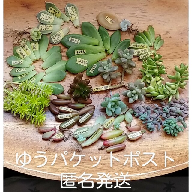 多肉植物　葉さしなど ハンドメイドのフラワー/ガーデン(その他)の商品写真