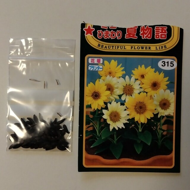 ひまわりの種 75粒 ミニひまわり夏物語 ハンドメイドのフラワー/ガーデン(その他)の商品写真