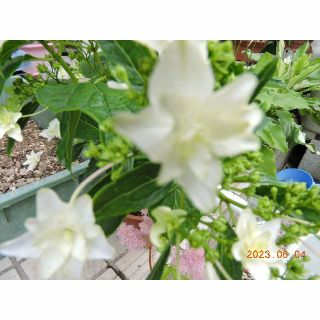 三重咲き白花のガクアジサイ　１株(その他)