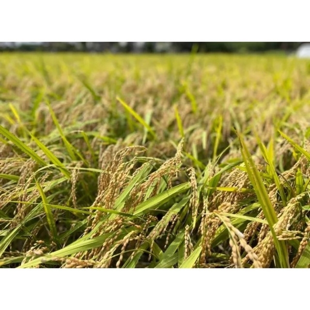 ちー様専用 自然栽培天日干し米 愛媛県産ヒノヒカリ 5キロ ちー様専用 自然栽培天日干し米 愛媛県産ヒノヒカリ 5キロ