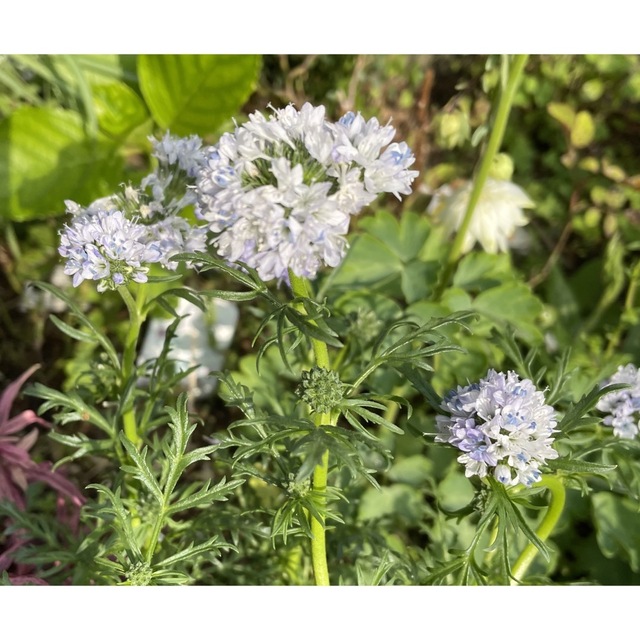 ギリア　薄ブルー　種　20粒 ハンドメイドのフラワー/ガーデン(その他)の商品写真