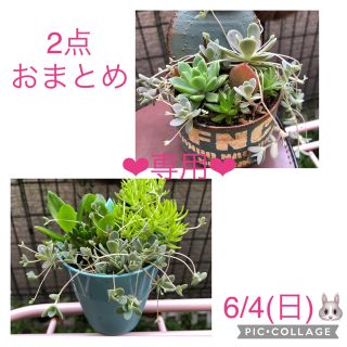 専用❤︎多肉植物❤︎寄せ植え❤︎抜き苗❤︎2点おまとめ♪(その他)