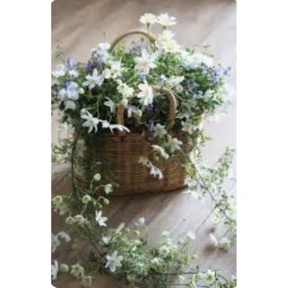 宿根草多年草！花付抜群！純白の可愛らしいクレマチスカートマニージョー安心ポット苗(その他)
