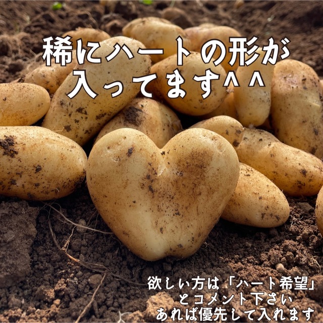 【絶品】新じゃがいも（メークイン）長崎県産 食品/飲料/酒の食品(野菜)の商品写真