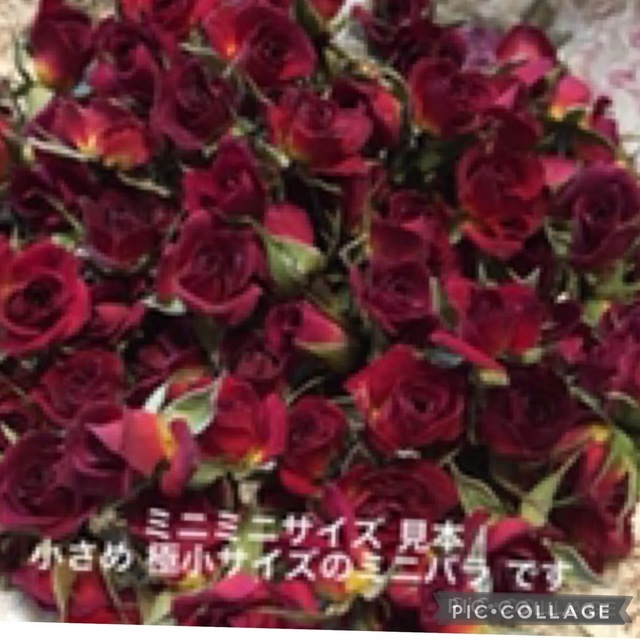 ミニミニ薔薇20輪セット+おまけ2輪付き★ミニバラ ドライフラワー花材★素材 ハンドメイドのフラワー/ガーデン(ドライフラワー)の商品写真