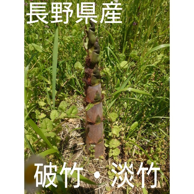 長野県産 破竹たけのこ 80サイズいっぱい 食品/飲料/酒の食品(野菜)の商品写真