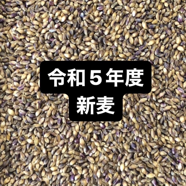 令和５年産もち麦（ダイシモチ）900g 食品/飲料/酒の食品(米/穀物)の商品写真