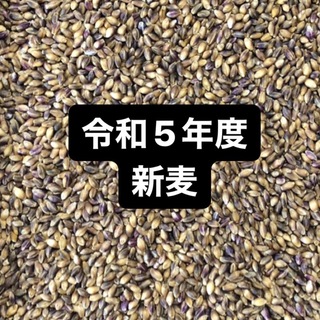 令和５年産もち麦（ダイシモチ）900g(米/穀物)