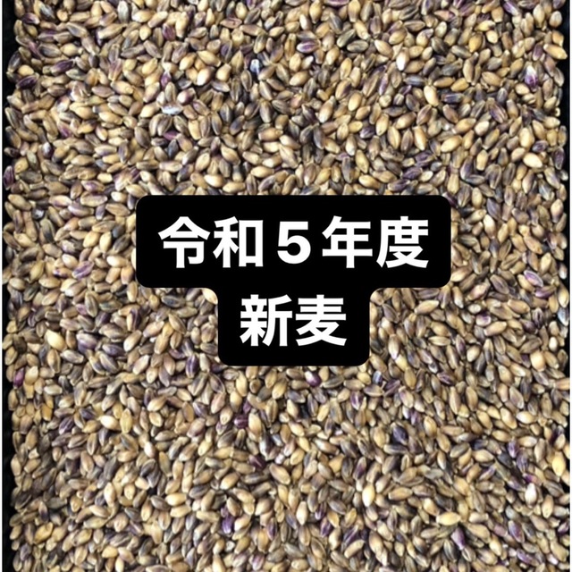 令和５年度産もち麦（ダイシモチ）900g 食品/飲料/酒の食品(米/穀物)の商品写真