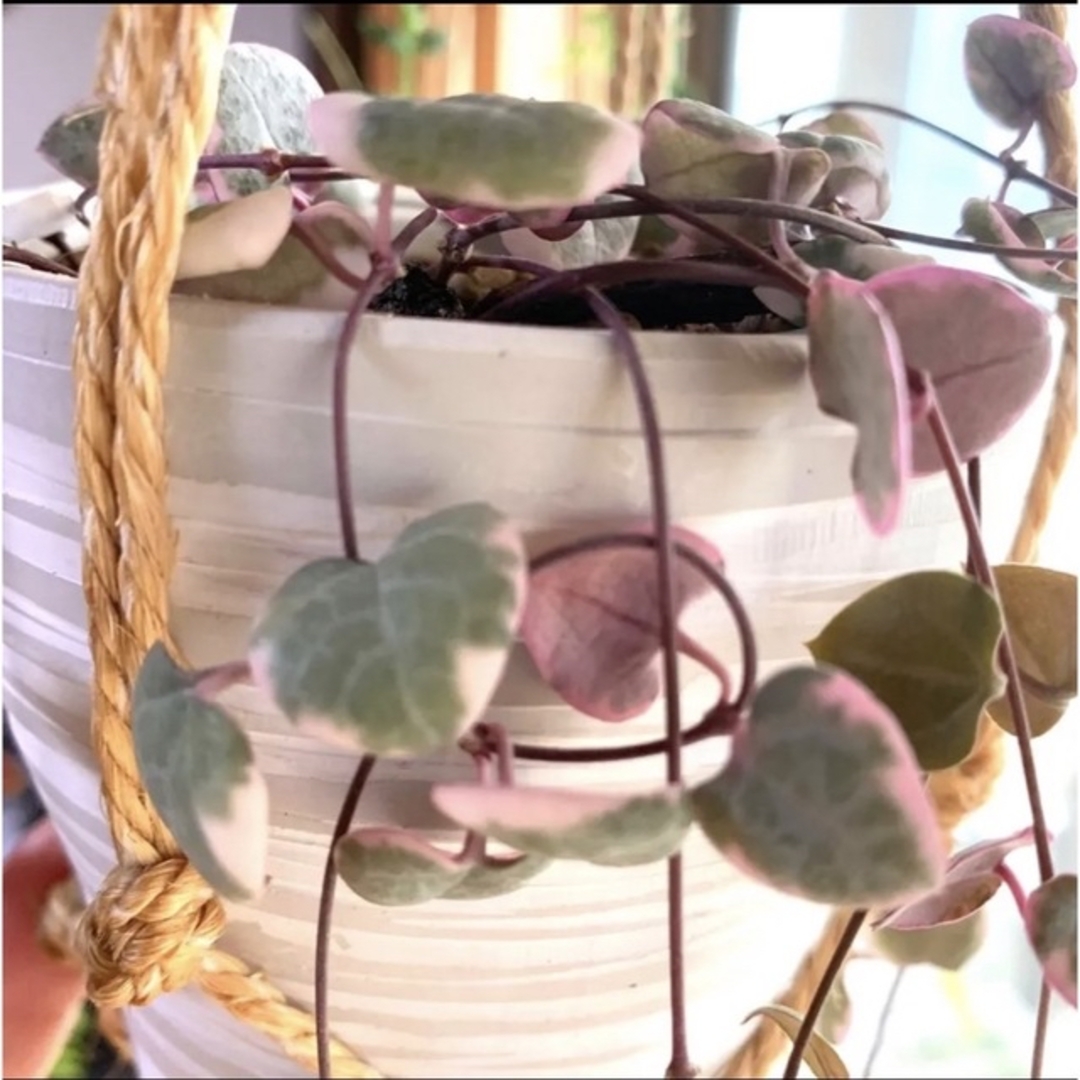 レディハート❤️ハートカズラ❤️斑入り ハンキング 寄植え カット苗 多肉植物