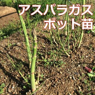 ■アスパラガス苗 1年生5苗以上 多収性 無農薬 追加OK☆送料込♪(野菜)