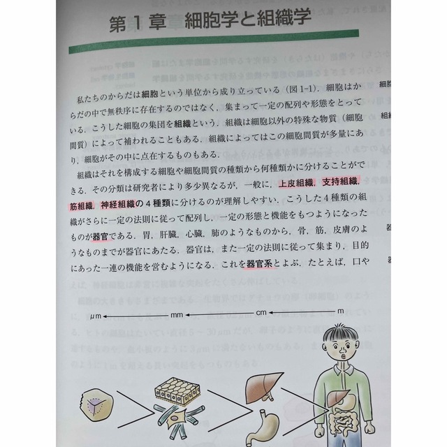 入門組織学 改訂第２版 エンタメ/ホビーの本(語学/参考書)の商品写真