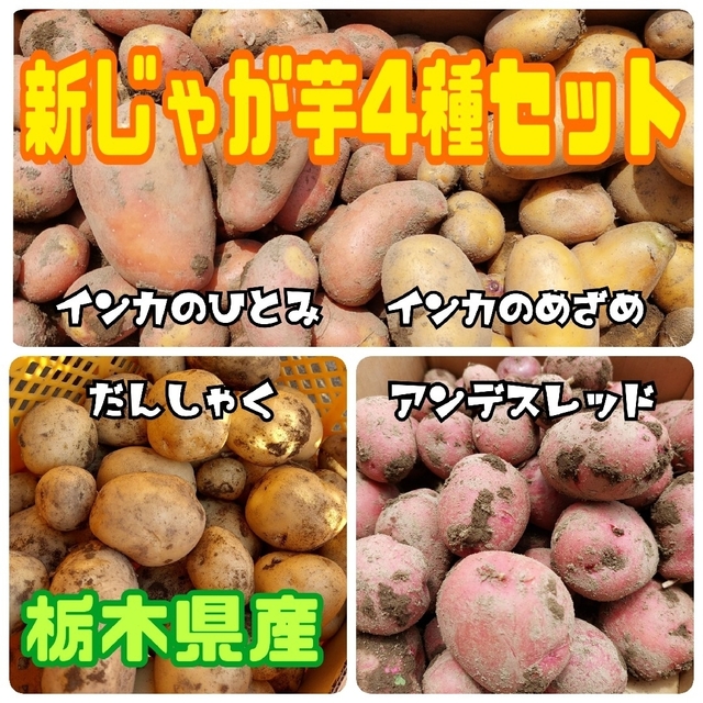 栃木県産　新じゃが芋 4種セット【コンパクトBOX】 食品/飲料/酒の食品(野菜)の商品写真