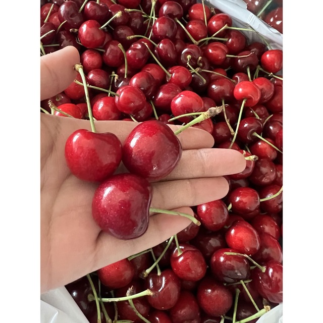 超目玉 本日発送 アメリカンチェリー 大サイズ さくらんぼ 1kg ダークチェリー 通販 アメリカンチェリー 大サイズ さくらんぼ 1kg ダークチェリー サクランボ
