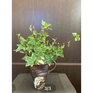 観葉植物　アイビー切り苗(プランター)