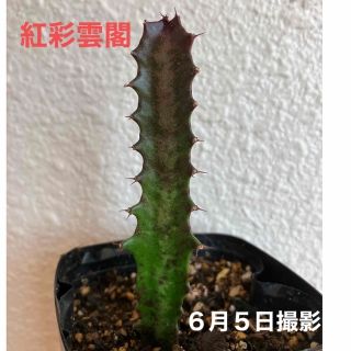 紅彩雲閣　抜き苗　１０cm 多肉植物　トリゴナ　観葉植物はユーフォルビア　(その他)