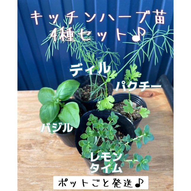 キッチンハーブ苗 4種 ディル パクチー バジル レモンタイム 食品/飲料/酒の食品(野菜)の商品写真