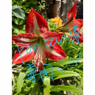 アマリリスの球根2球のセット🌺(その他)