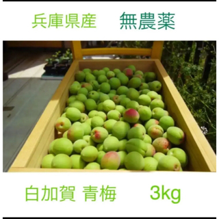 兵庫県産 完全無農薬（白加賀）梅　3kg(フルーツ)