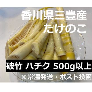 3セット限定！香川県三豊産たけのこ　ハチク　500g以上(野菜)