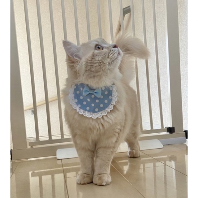 丸スタイ(猫 ブルー) 猫 首輪 セーフティバックル かわいい ハンドメイドのペット(リード/首輪)の商品写真