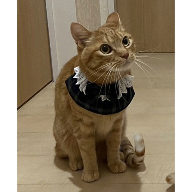 フレアスタイ(ドット柄 水色) 猫 首輪 セーフティバックル かわいい