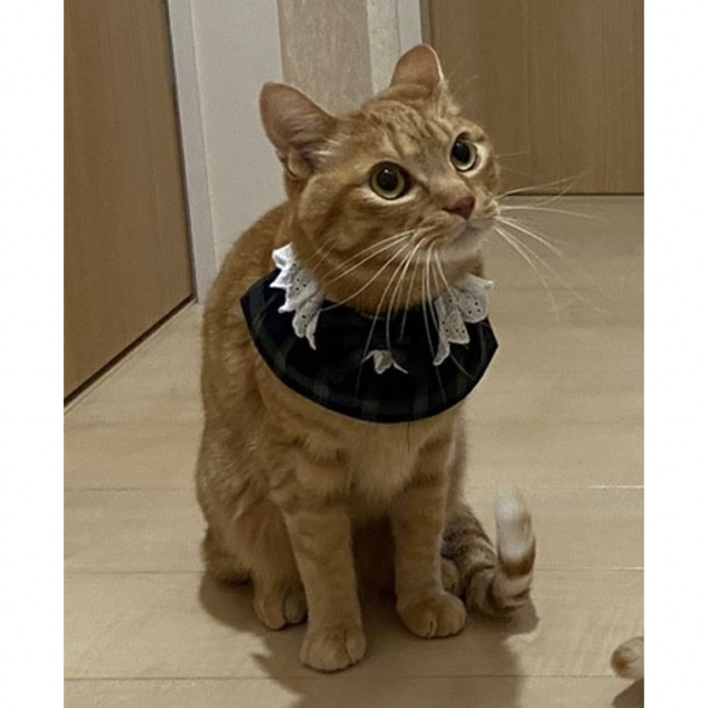 フレアスタイ(ストライプ レインボー) 猫 首輪 セーフティバックル ハンドメイドのペット(リード/首輪)の商品写真