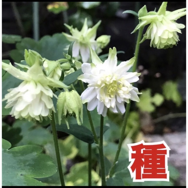 花の種　八重咲きオダマキ　グリーンアップルズ ハンドメイドのフラワー/ガーデン(その他)の商品写真