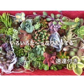 ラブリーローズ入り♡多肉植物(カット苗) カラフルなセット♪ このままお届け(その他)