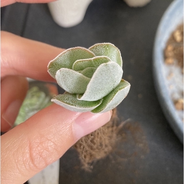 クラッスラ属　アイボリーパゴダ　多肉植物　観葉植物　丈夫　育てやすい　初心者 ハンドメイドのフラワー/ガーデン(その他)の商品写真