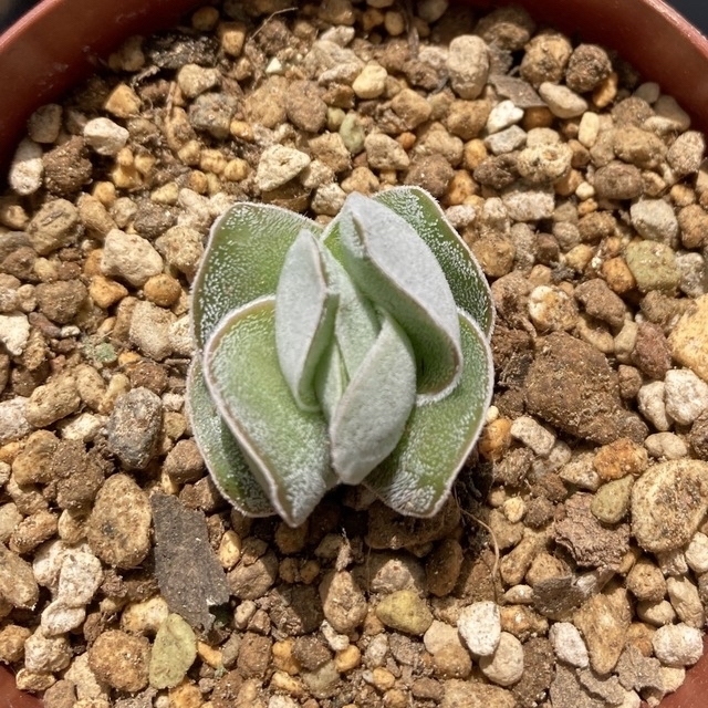 クラッスラ属　アイボリーパゴダ　多肉植物　観葉植物　丈夫　育てやすい　初心者 ハンドメイドのフラワー/ガーデン(その他)の商品写真