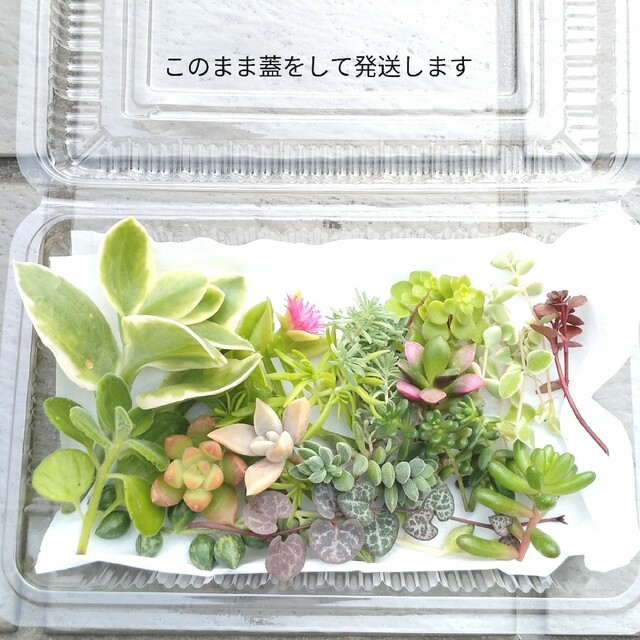 多肉植物　カット苗　多肉詰合せ　セダム　寄植えに ハンドメイドのフラワー/ガーデン(その他)の商品写真