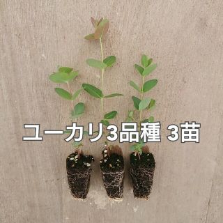 観葉植物【ユーカリ 3品種 3苗】ネコポス匿名発送(その他)