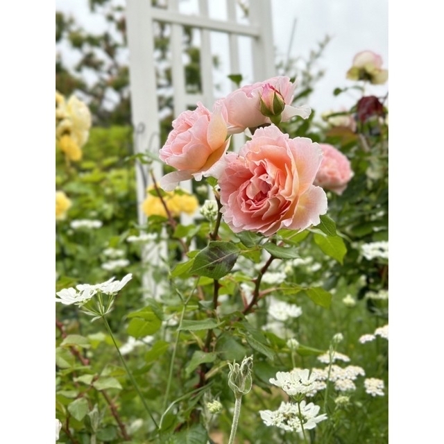 薔薇苗　強香　発根済み　アブラハムダービー　(おまけ付き)希少品種　 ハンドメイドのフラワー/ガーデン(その他)の商品写真