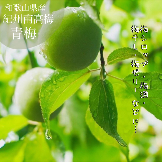 大粒【家庭用】青梅/完熟梅 2kg 和歌山県産紀州南高梅の通販 by うめちよ 和歌山県産 完熟 紀州南高梅 2kg