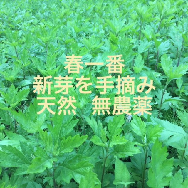 新茶お待たせいたしました★よもぎ茶3.5g✖️30パック 食品/飲料/酒の健康食品(健康茶)の商品写真