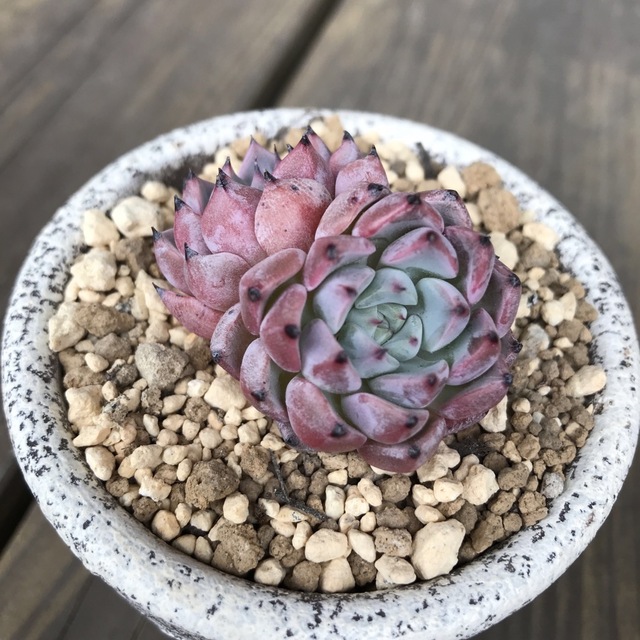 多肉植物40アリスブルー エケベリア 韓国苗の通販 by 多肉植物 多肉植物40アリスブルー エケベリア 韓国苗の通販 by 多肉植物
