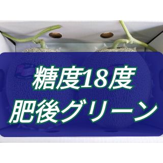 肥後グリーンメロン2玉入り(フルーツ)