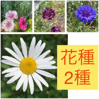 切り花向きの花種2種(矢車草&フランス菊)(その他)