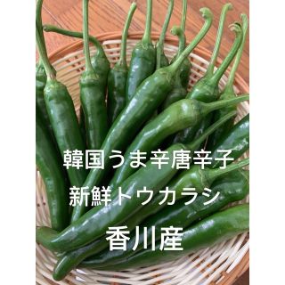 🍄あるちょ🍄様専用香川産　韓国うま辛　500g ①(野菜)