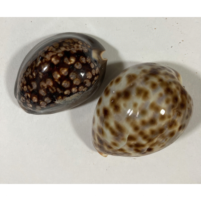 Brown dream     貝殻と石 ハンドメイドの素材/材料(各種パーツ)の商品写真