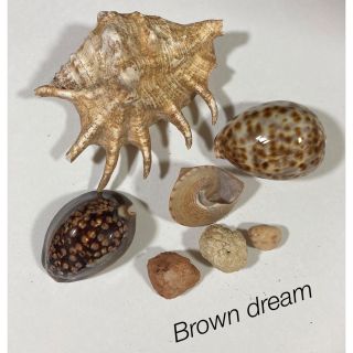 Brown dream     貝殻と石(各種パーツ)