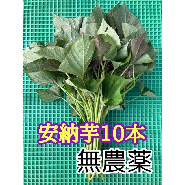 安納芋　苗 食品/飲料/酒の食品(野菜)の商品写真