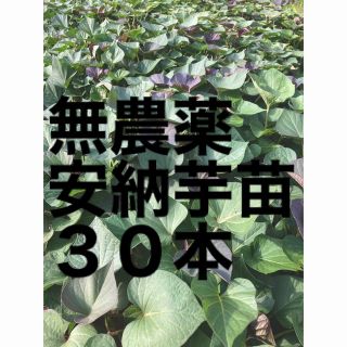 安納芋　苗(野菜)