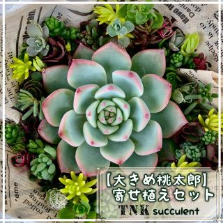 【大きめ桃太郎付き】寄せ植えセット　セダム大量カット(その他)